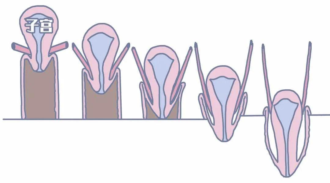 孕产课堂视频教程,产后子宫脱垂注意事项