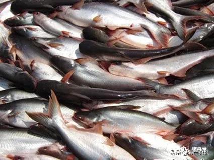 春节必买的海鲜,一年四季海鲜怎么选