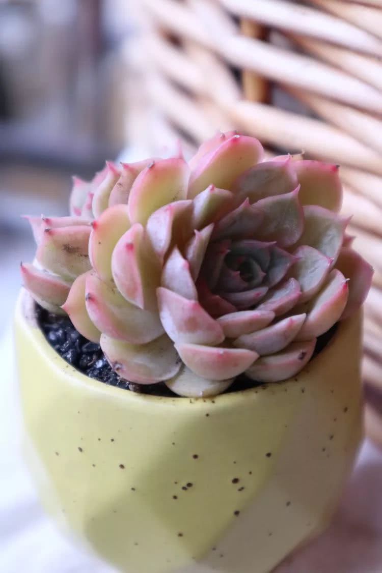 多肉名字怎么记,多肉的品种图片及名字寓意