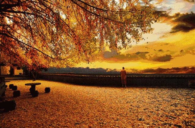 满地尽是黄金叶!来余杭及周边这几个地方,享受限定的初冬浪漫吧