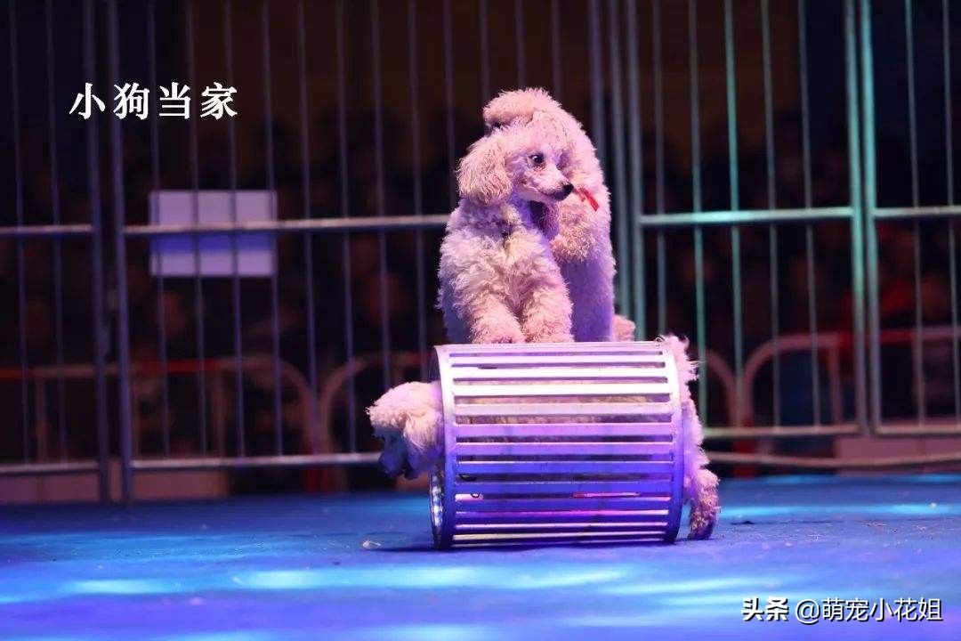 那些引导狗狗站立行走的博主，请停下，不要再伤害可怜的狗狗