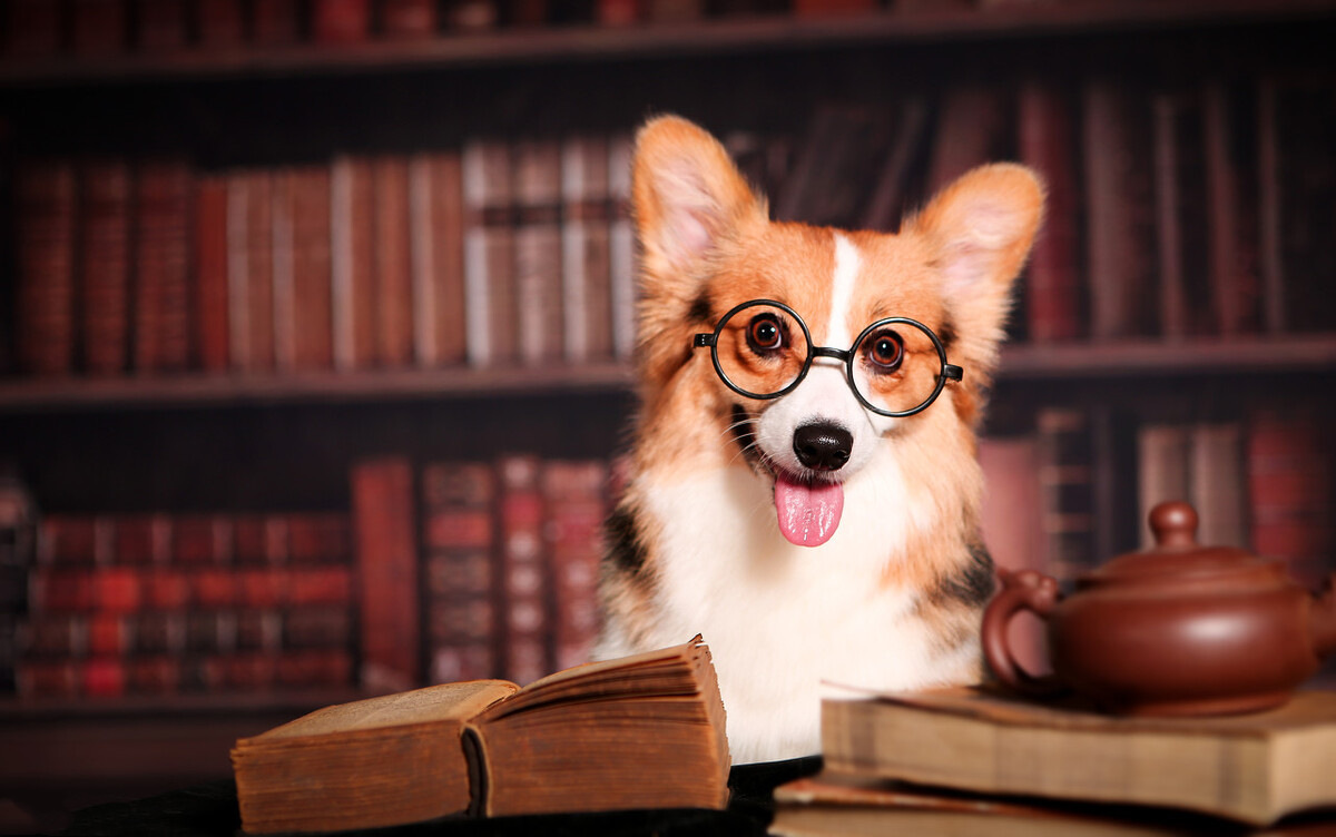 狗狗有报复行为能纠正吗,有5种特征的狗狗报复心都很强