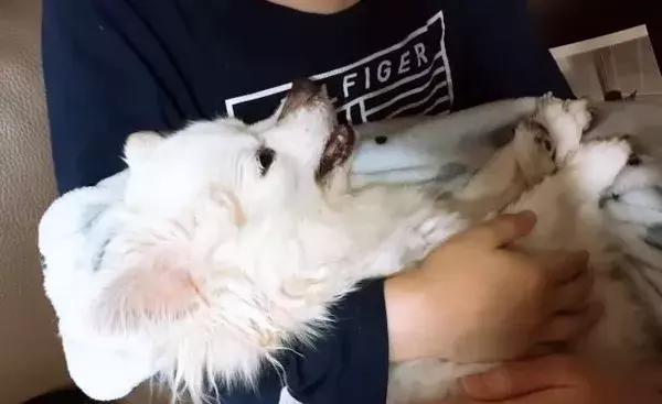 狗狗去世会见到什么,狗狗去世后会经历什么