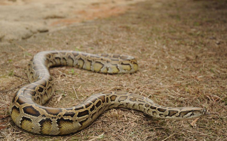 可怕40斤巨蟒藏天花板,吓人巨蟒
