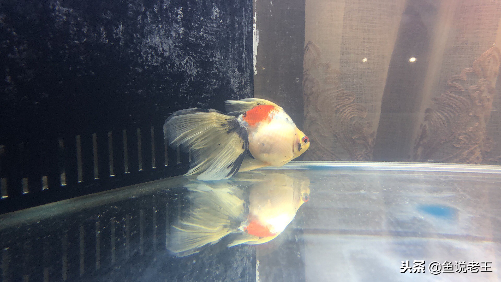 草金鱼趴缸的原因及解决方法,金鱼趴缸肚子长斑是怎么回事