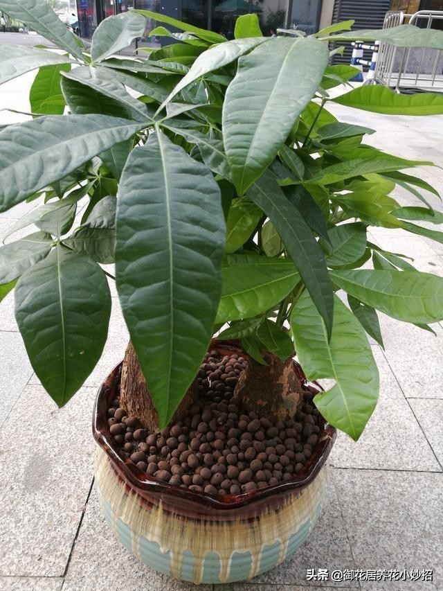 发财树有什么养花技巧,养花技巧发财树怎么养护