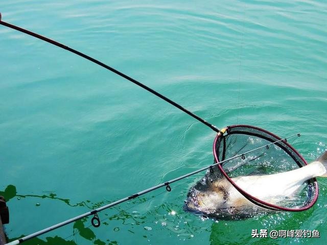 钓鲢鳙时只有小动作该怎么调整,垂钓鲢鳙的技巧视频