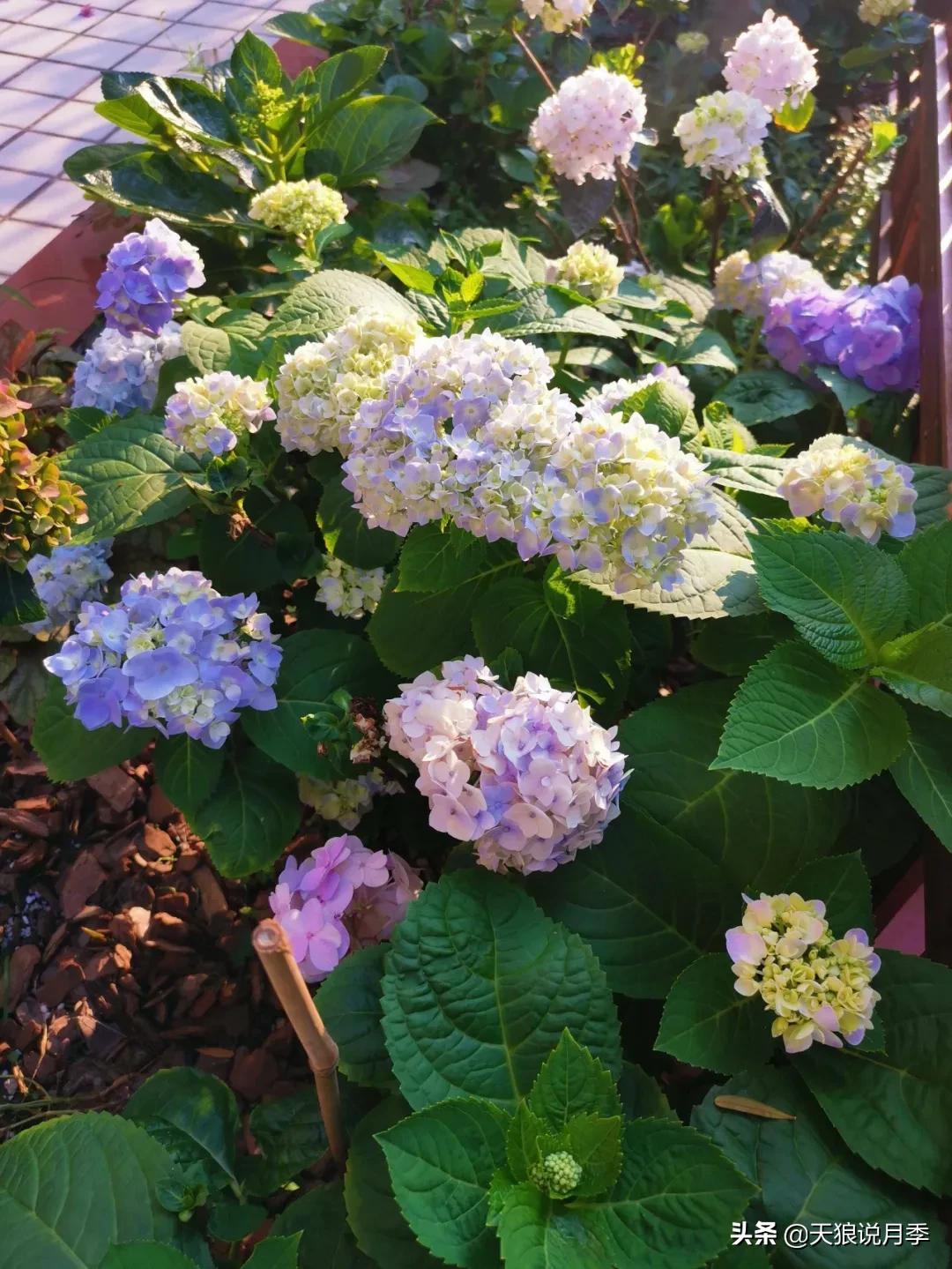 圆滚滚的绣球，瀑布般的花墙，这届花友也太会种花了吧