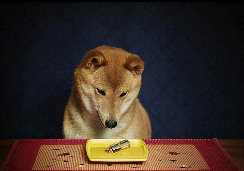 狗狗不喝水不吃饭是怎么了,正常狗狗不吃饭吃什么药