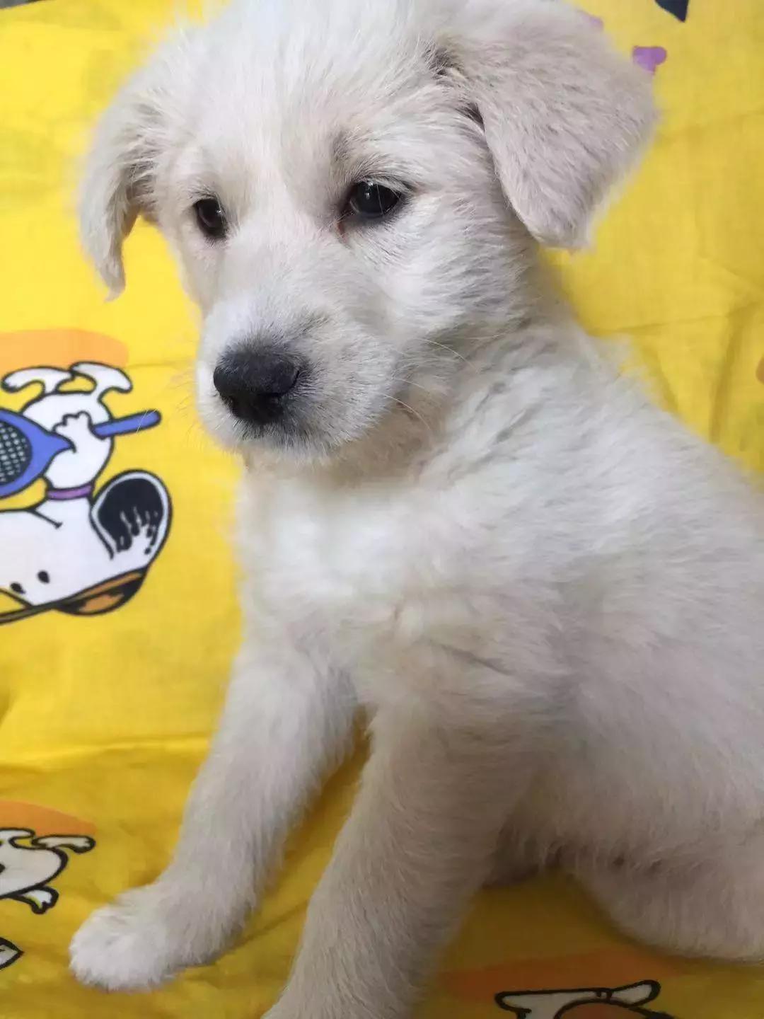 给它们一个家|线上宠物领养日,201903101