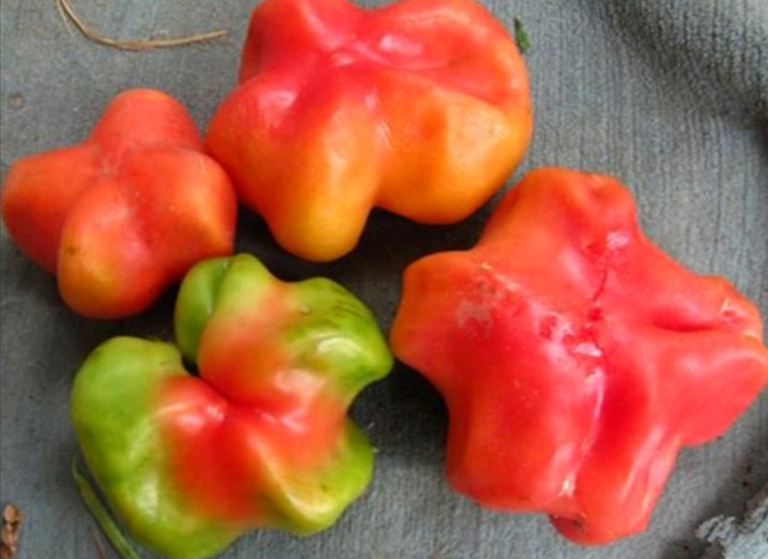 番茄空心果怎么补救,番茄空心有棱是怎么回事