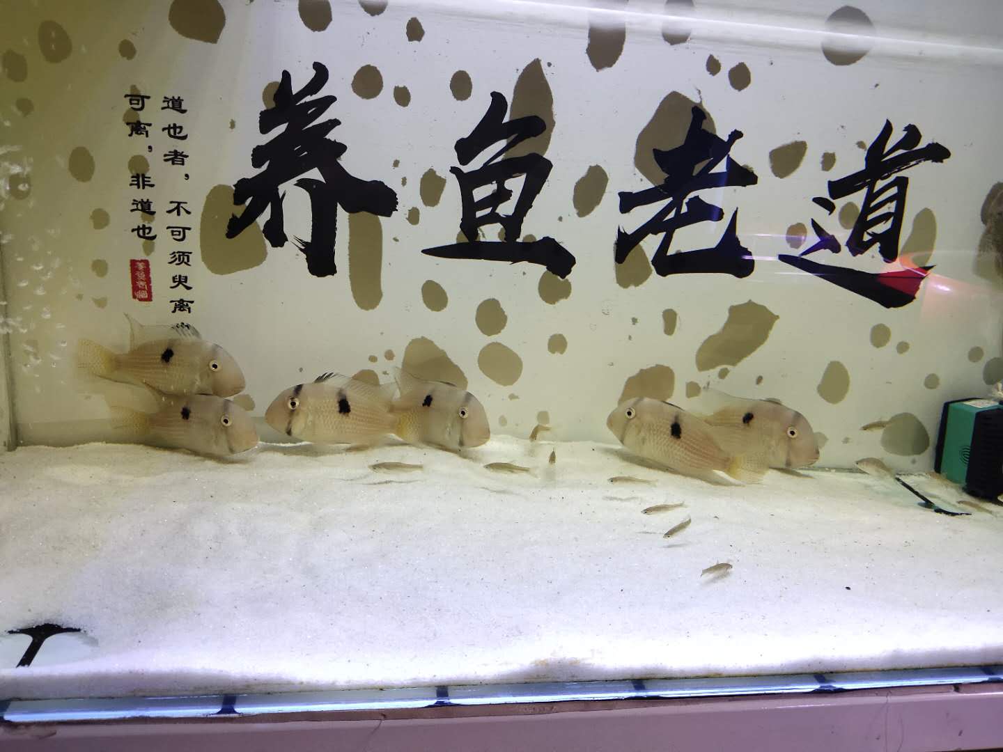 鱼缸里爆发霉菌,鱼缸爆发绿色绒毛藻怎么办