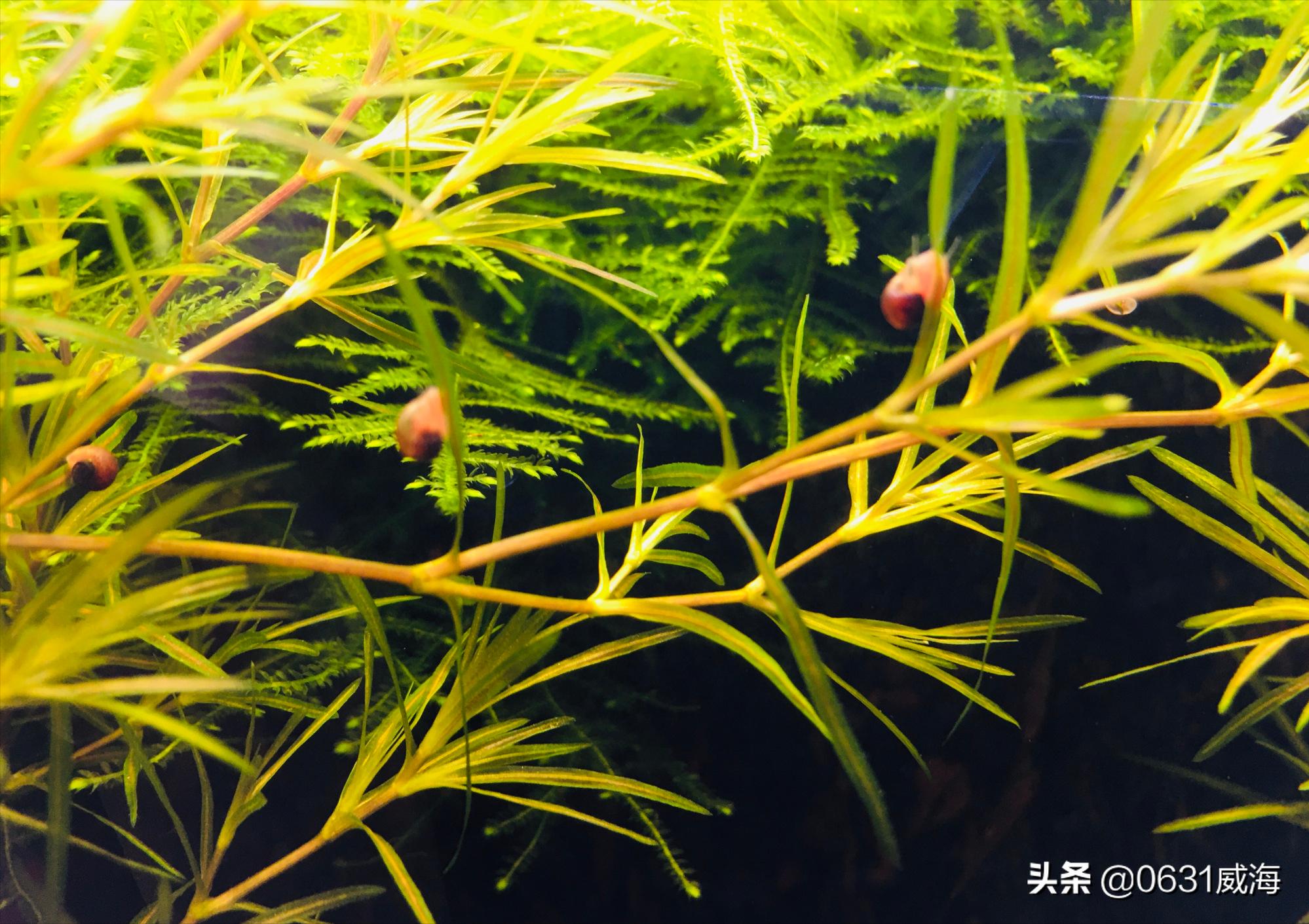 金鱼白点病最有效方法,金鱼白点病最佳消灭方法