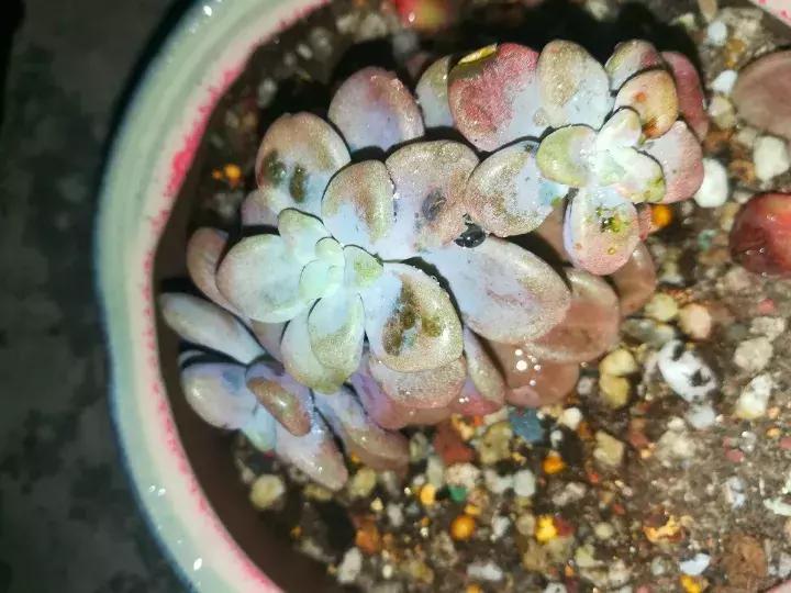 多肉求救信号有哪些,冬天多肉防寒知识