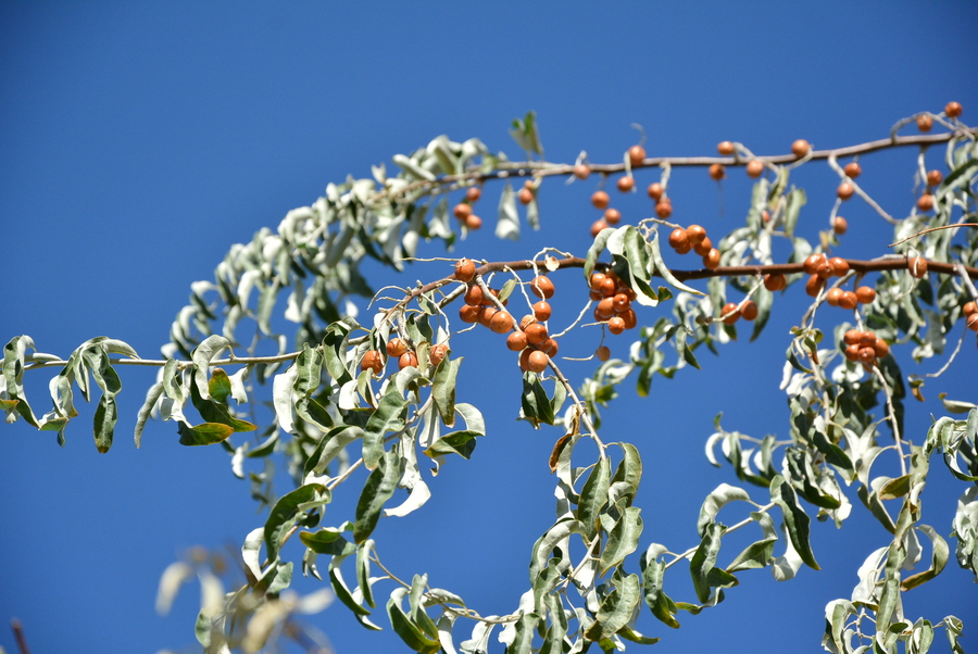 沙棘和沙枣区别,沙棘沙枣区别