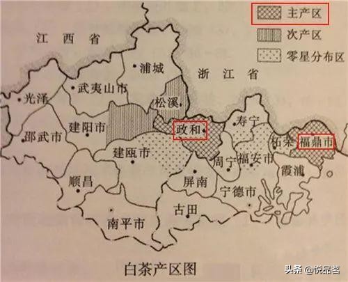 白毫银针分北路银针和西路银针,白茶中最顶级的白毫银针