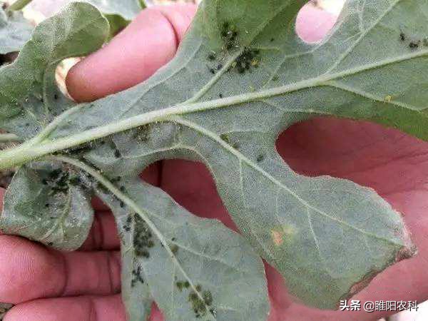 吡虫啉防治蚜虫持效期,蚜虫的正确防治方法