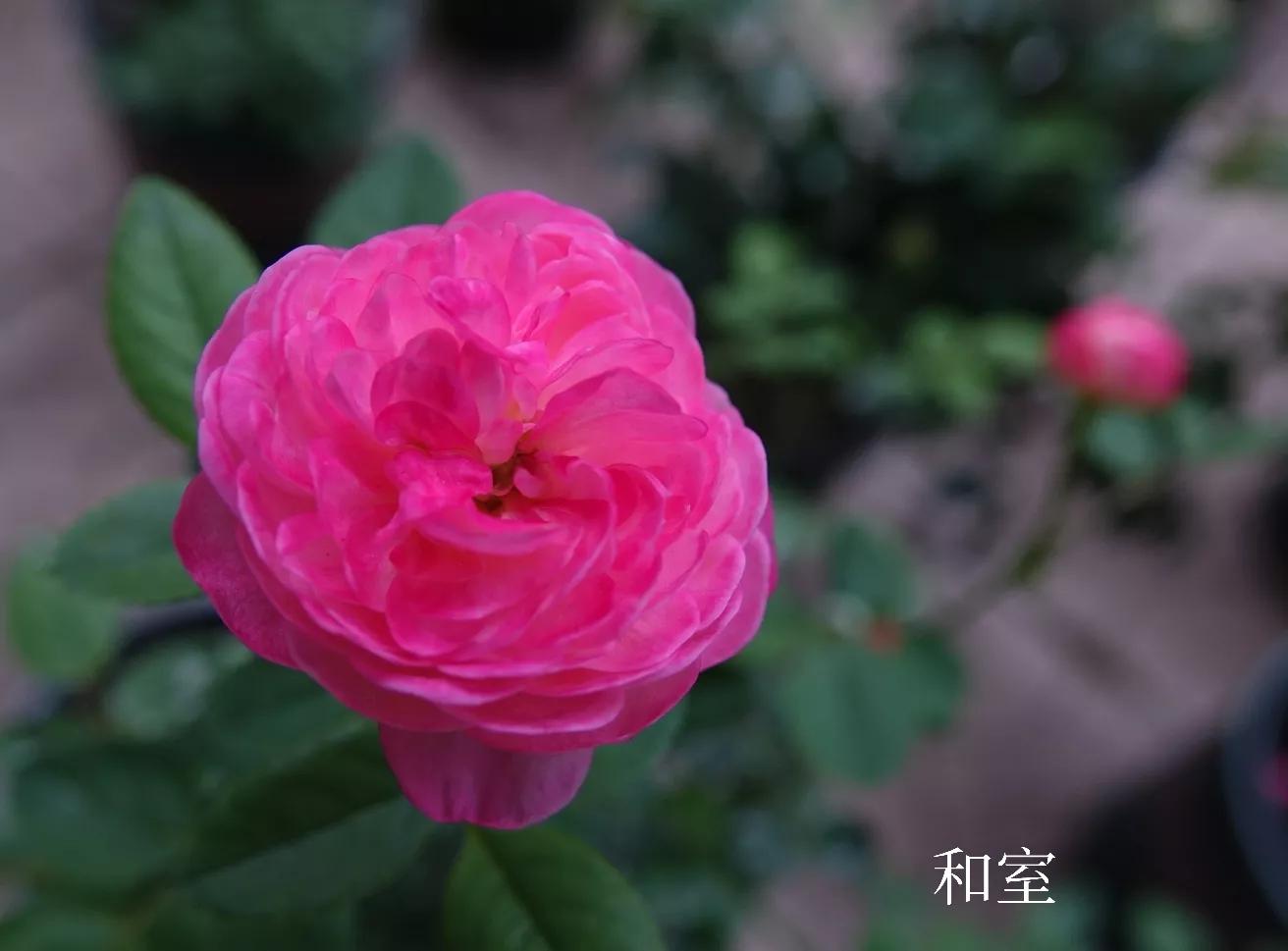 花盆下的小洞怎么处理,花盆底部的孔洞怎样处理