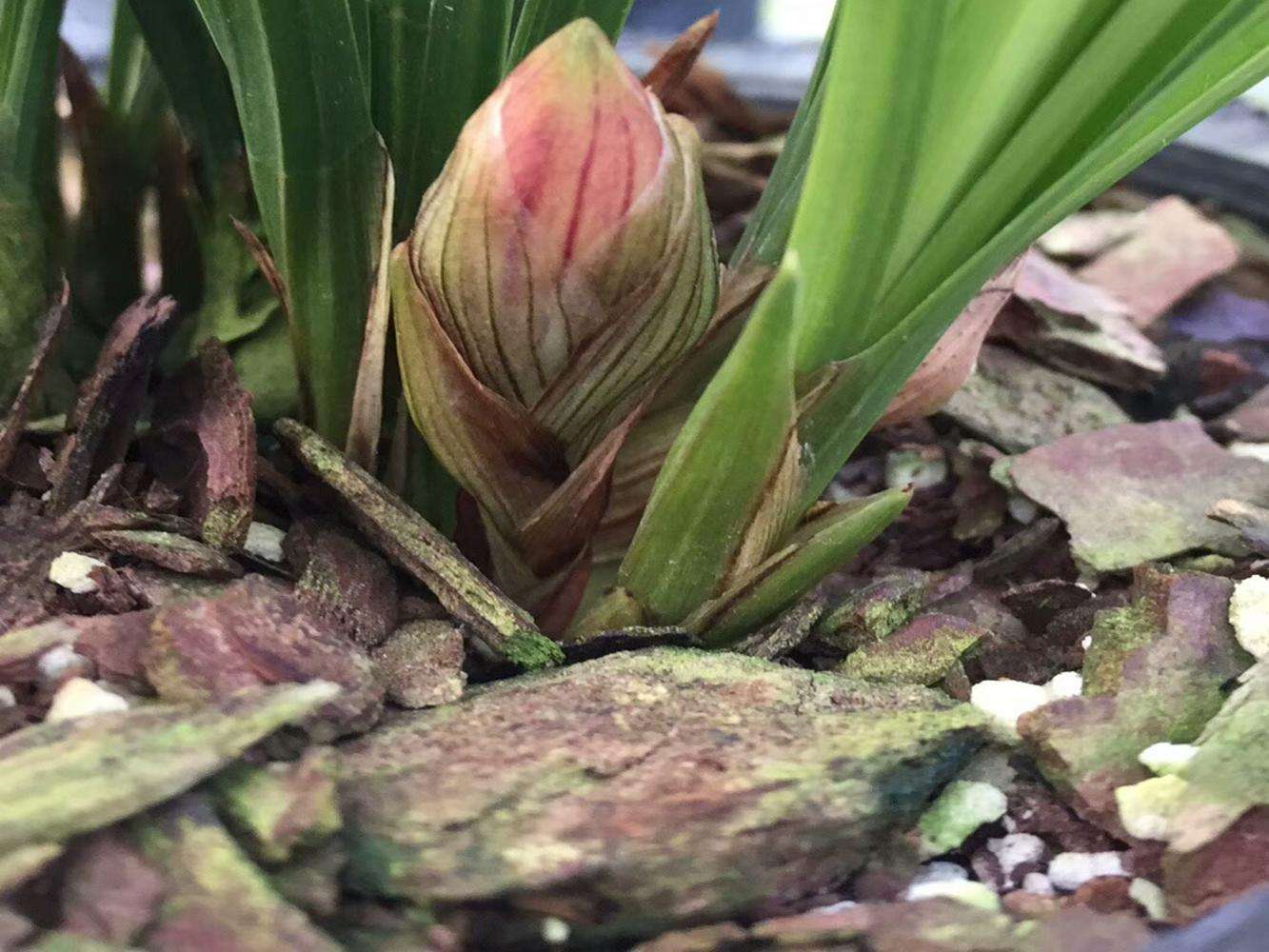 中国名花兰花盆栽,盆栽兰花唯美古风