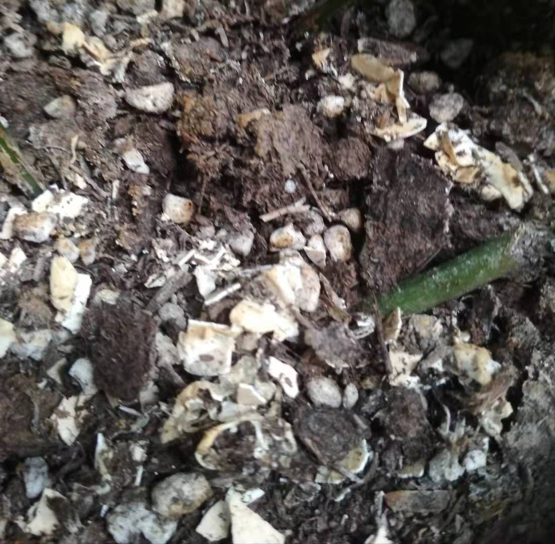 盆土不容易干,盆土不容易干是什么原因