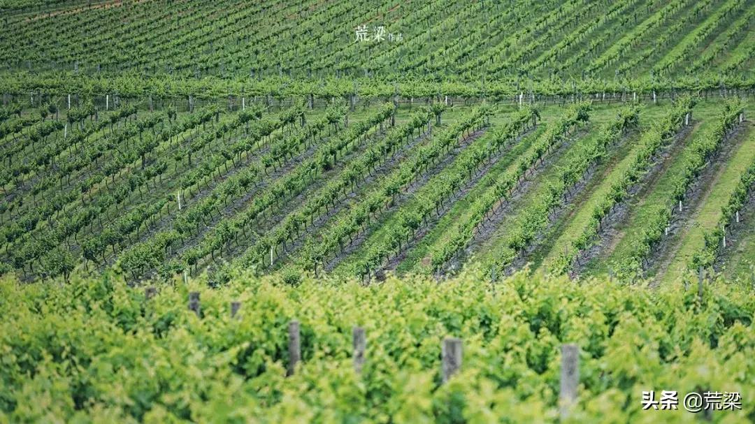 澳洲酒庄旅游,澳洲旅游攻略红酒