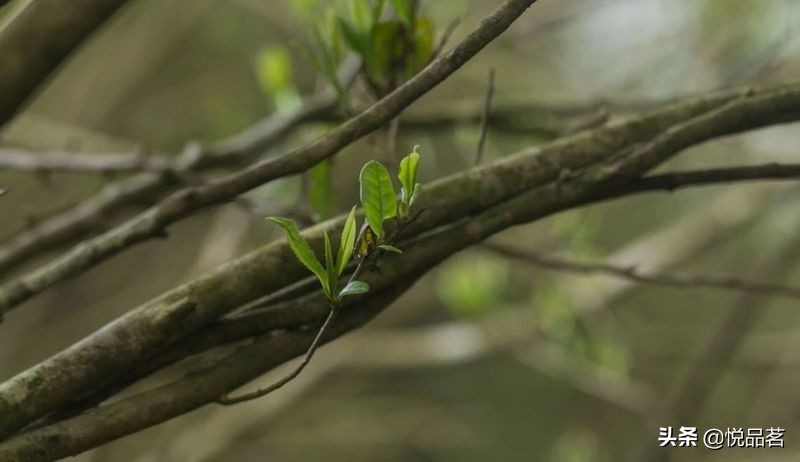 荒野福鼎白茶与台地的区别,福鼎白茶荒野老白茶哪种最好