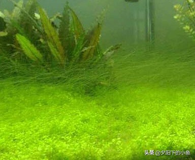 水草缸里有黑藻怎么办,水草缸有霉味道该怎么办