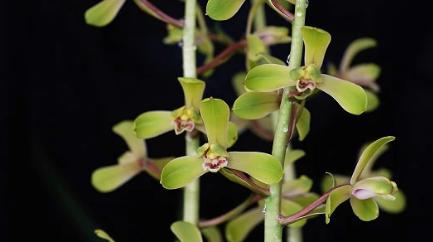 最好的兰花品种图片及名称大全,各种兰花品种详细介绍大全