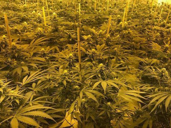 破冰行动缉毒警的马赛克人生,破冰行动蔡永强马赛克