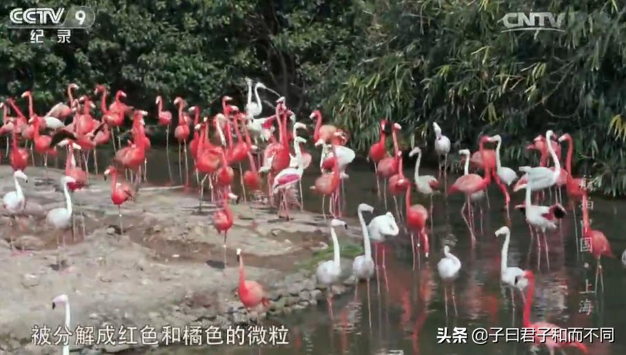 上海魔都最震撼视频,魔都最震撼的航拍