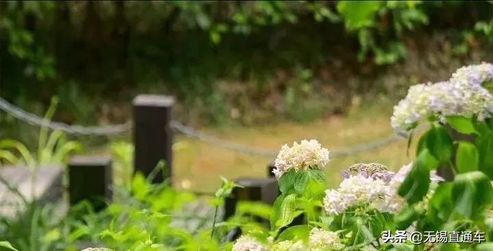 无锡夏天避暑的地方,无锡附近暑假避暑旅游好去处