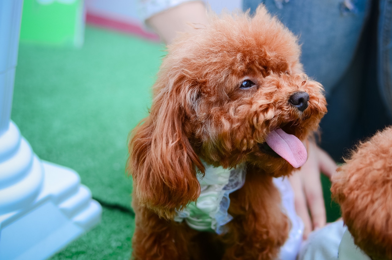 怎么训练两个月泰迪坐下,怎样训练两个月的泰迪