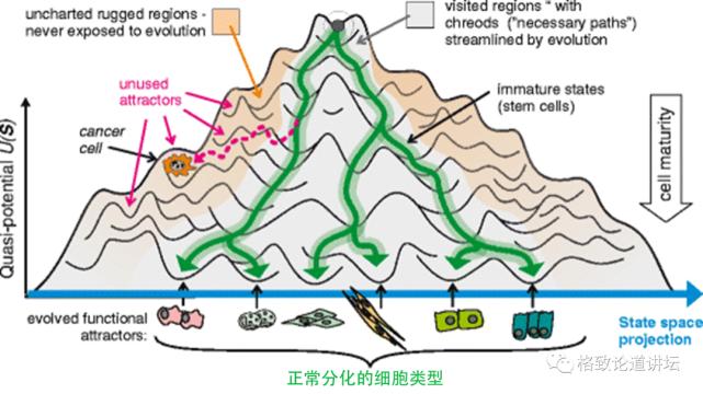 在未来，再生医学能够对我们身体“零件”进行直接的更换？