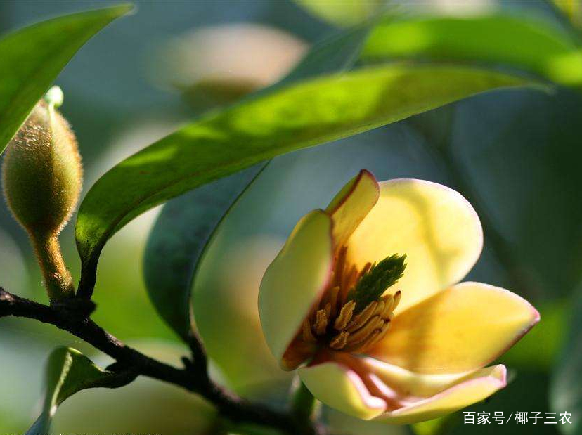 含笑花的繁殖方法和注意事项视频,含笑花的养殖方法和注意事项