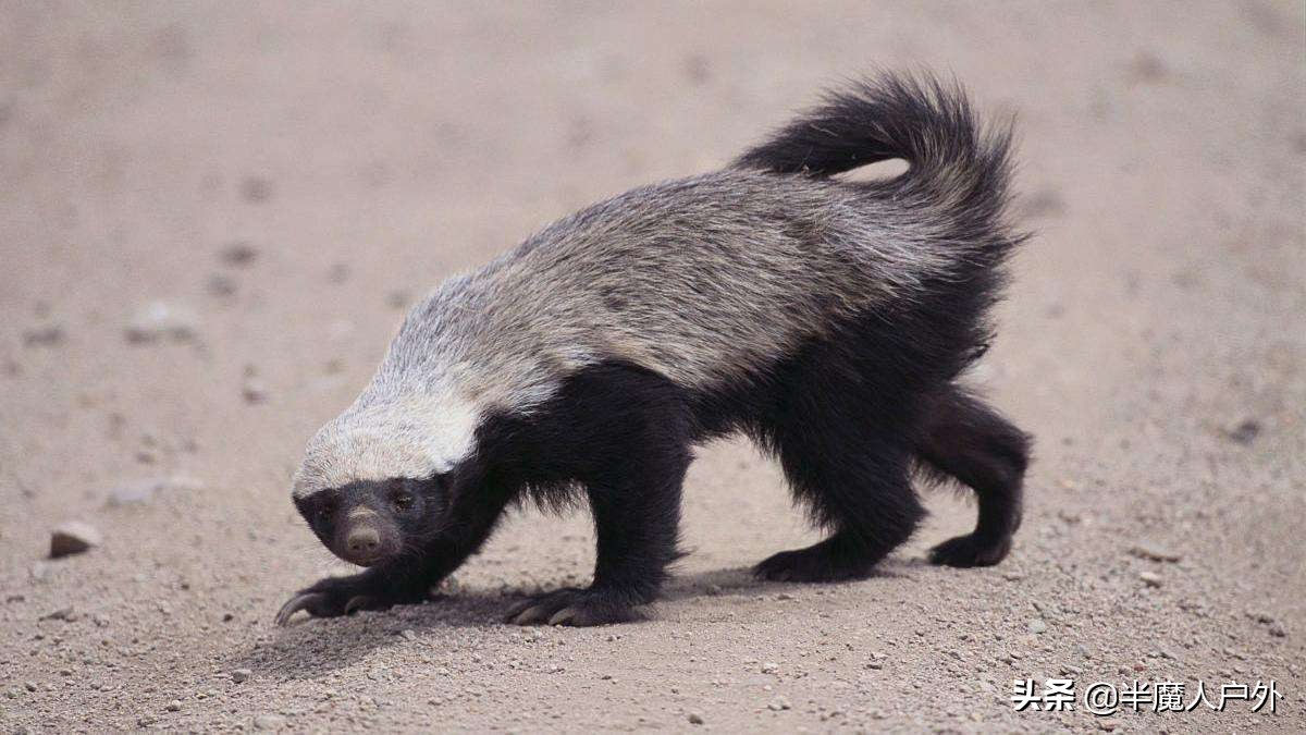 野外生存的知识有哪些,农村常见的蛇类你都认识吗