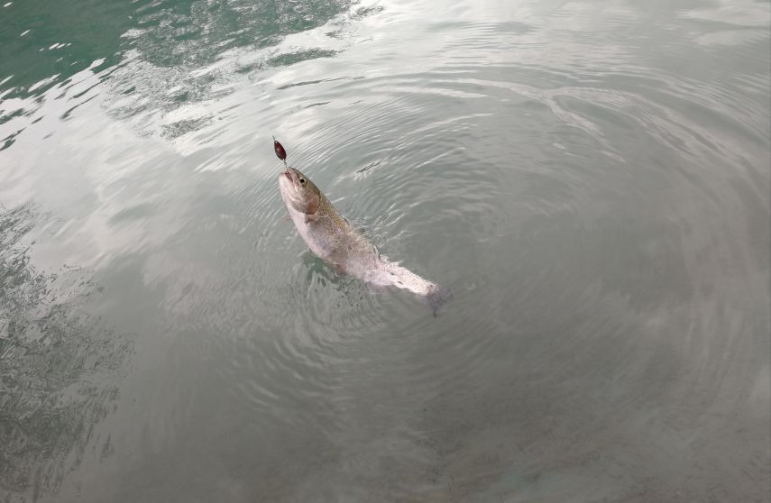 外国游客在日本钓鱼是一个什么样的体验?