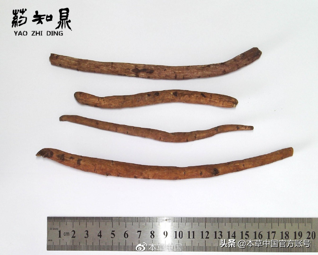 【本草百科·药知鼎——白芍】朵腴花硕,不止于美丽的外表