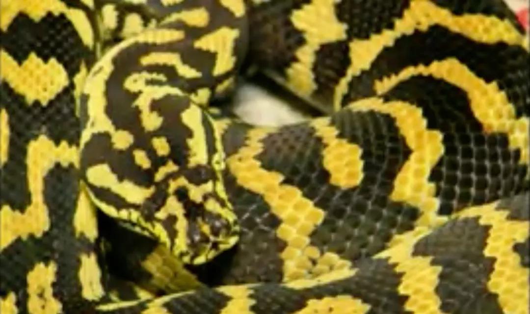 掌握情绪宣泄的简单方法,掌握情绪调节技巧增强自我控制力