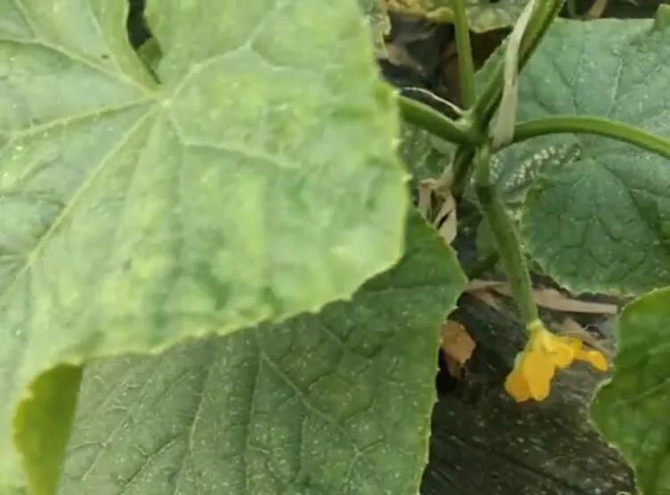 黄瓜为啥结了小瓜就枯了,黄瓜都从根部断了咋回事