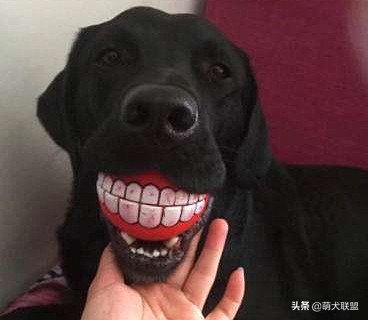 拉布拉多犬和边牧犬哪个比较好,拉布拉多犬多少钱一只比较合适