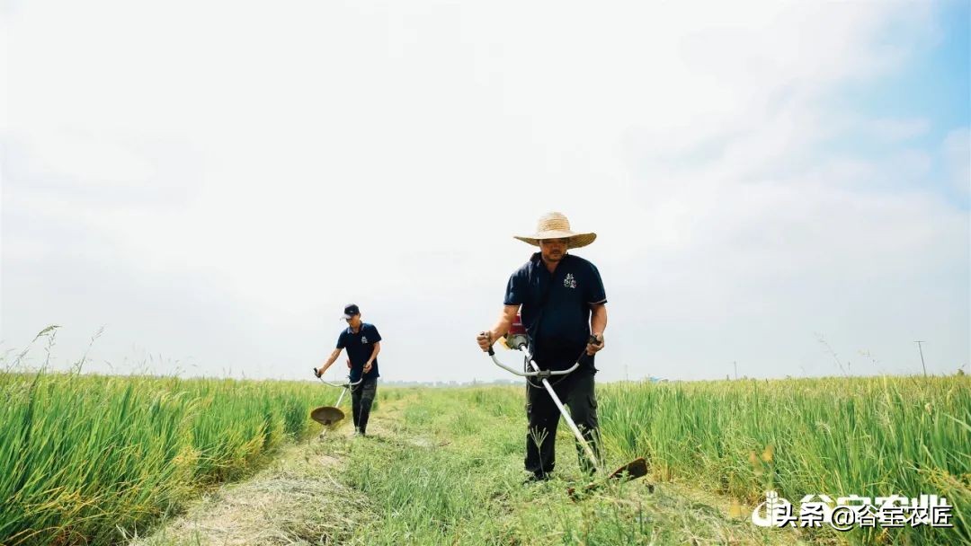 喜报荣获省级称号,喜报获金奖