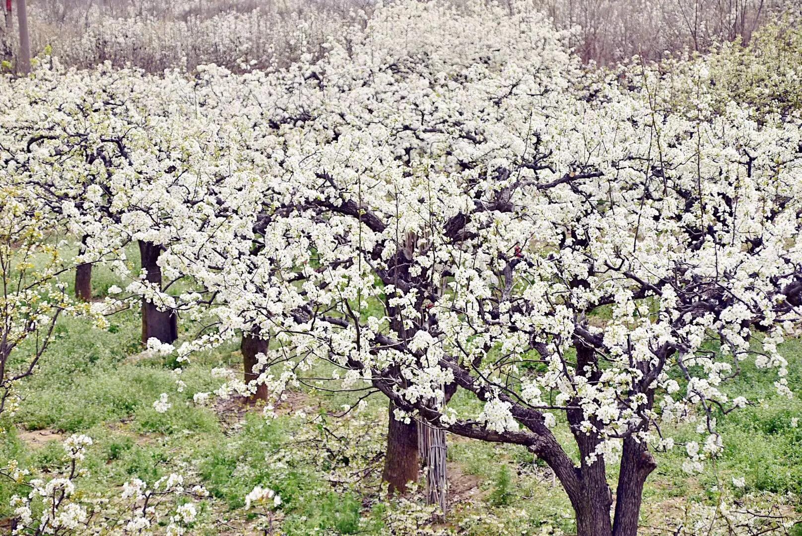 春游梨花林,邂逅三月梨花