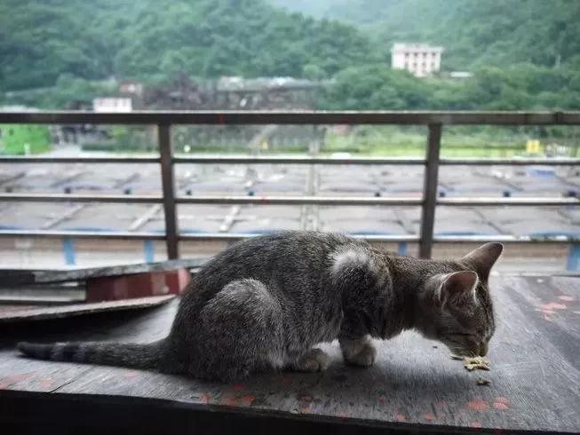 撸猫人士必去的旅游景点,探访猴硐猫村