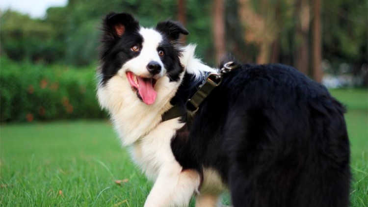 狗狗患有关节炎会不会影响寿命,狗狗关节炎都有哪些表现