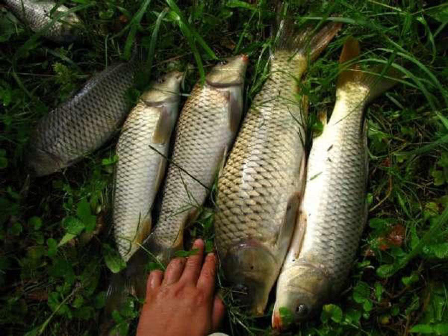 玉米粒钓大鱼最佳钓鱼方法,如何正确用玉米粒钓鱼