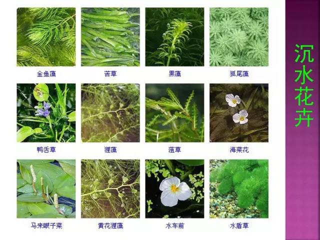 花卉大全500种观叶植物名称,1332种常见花卉植物图谱
