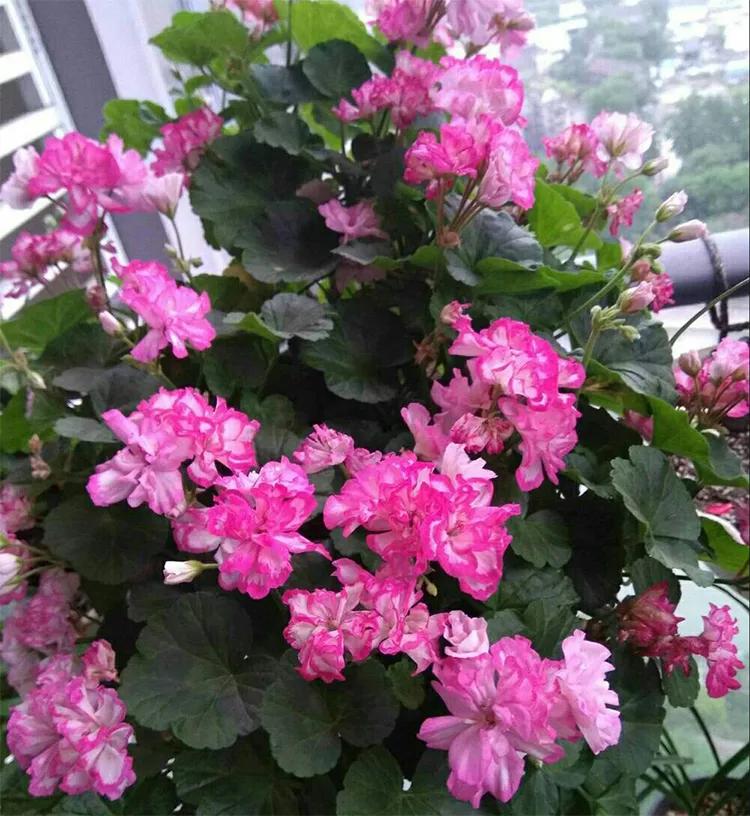 10种天竺葵,天竺葵100种图片大全