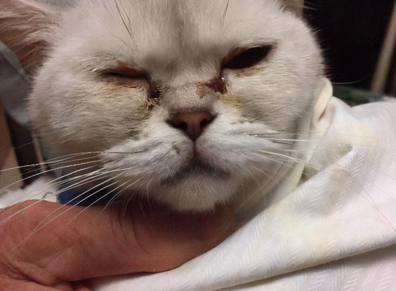 小奶猫眼睛总是被分泌物黏住,小奶猫眼睛分泌物多是什么原因