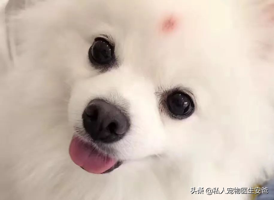 宠物疫苗可以在网上买吗,安爸为啥打生物制剂