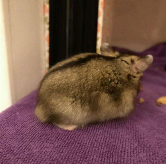 仓鼠力气特别大,仓鼠的弹跳力有多强